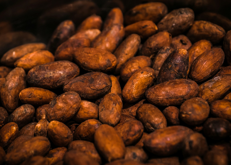 cacao-innovagro.jpg