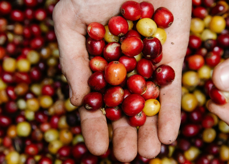 coffee-beans-innovagro-1.jpg